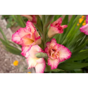 Pink Gladilous Flowers